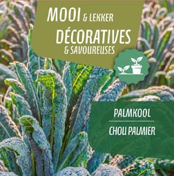 [9590] Chou palmier pot 14