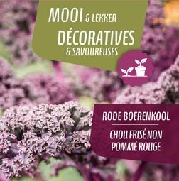 [9640] Chou pommé non frisé rouge