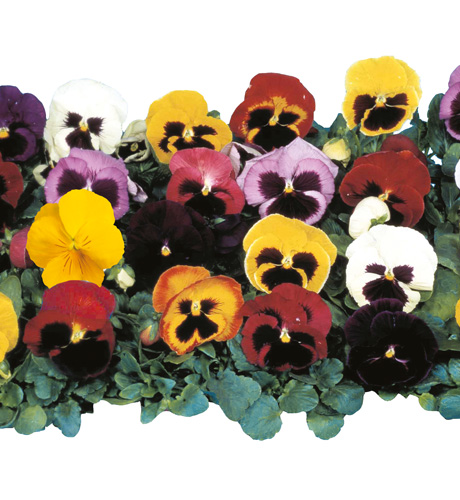 [DEG00036] Pensées grandes fleurs étages